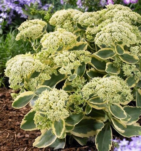 Sedum Elsie's Gold- čīkstene